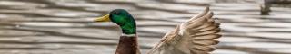 duckplyr fully joins the tidyverse!